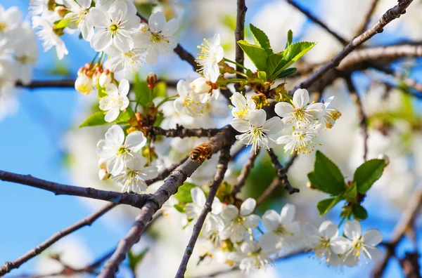 Abeille pollinise les fleurs des pommiers au printemps ensoleillé — Photo