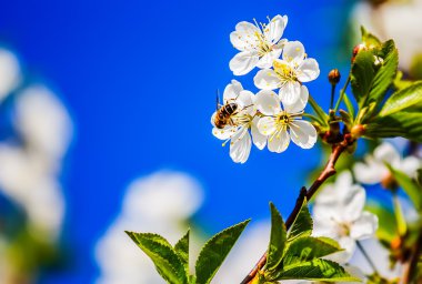 Arı olan elma ağaçlarının çiçek bahar güneşli pollinates.