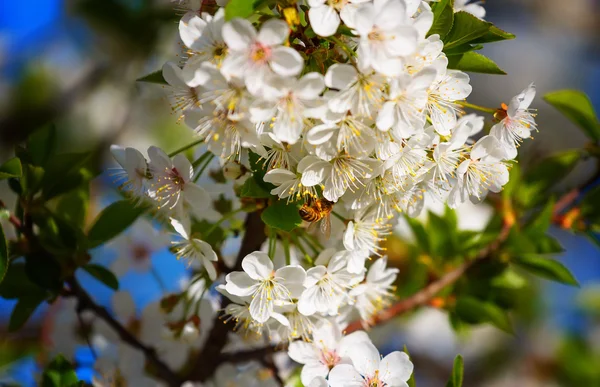 Abeille pollinise les fleurs des pommiers au printemps ensoleillé — Photo