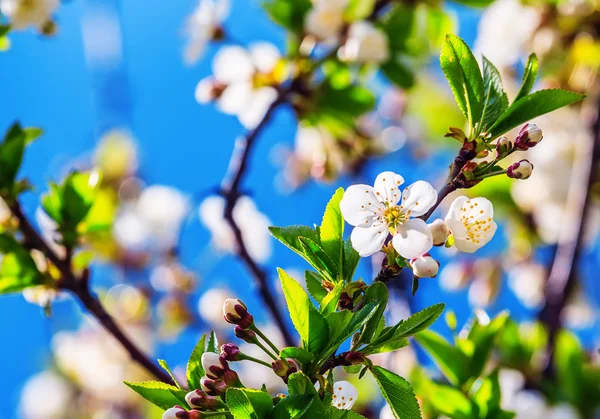 Pommier à fleurs ensoleillé printemps gros plan focus — Photo