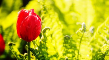 Parlak güneş bulanıklık odak arka plan üzerinde kırmızı lale bud
