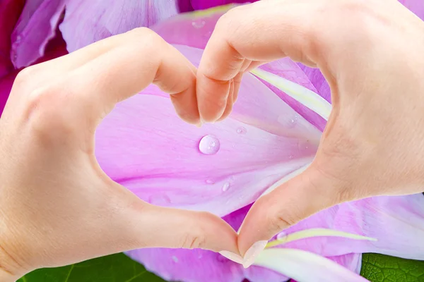 hands in shape of heart on the background of peony petals