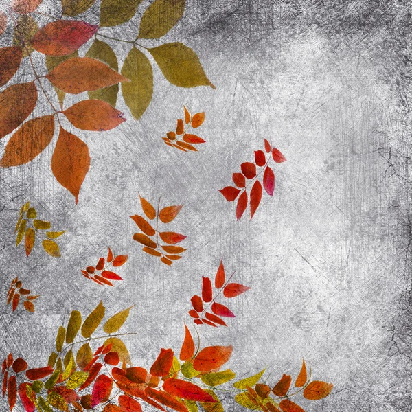 Isolated autumn leaves — Stock Photo, Image