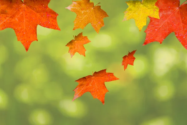 Autumn background — Stock Photo, Image