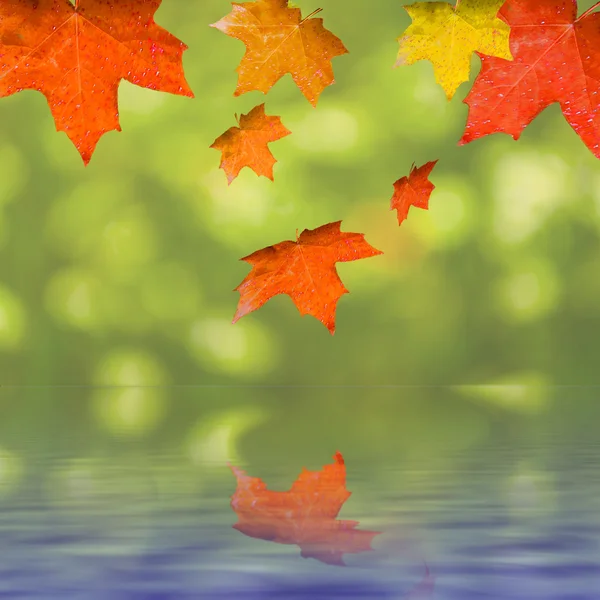 Leaves on background with water reflection — Stock Photo, Image