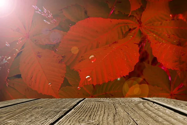 Autumn background — Stock Photo, Image