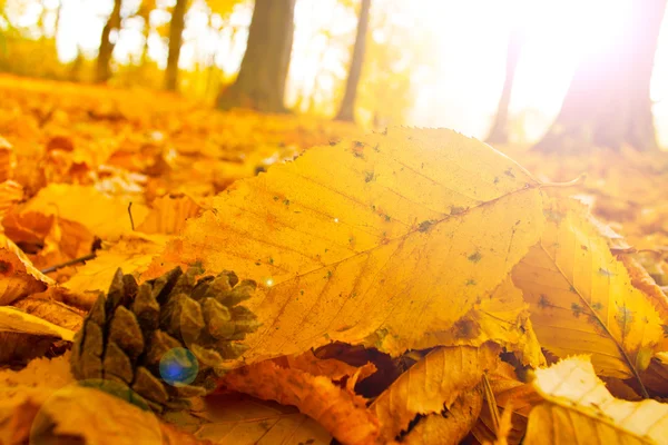 Autumn forest trees. nature green wood sunlight backgrounds — Stock Photo, Image