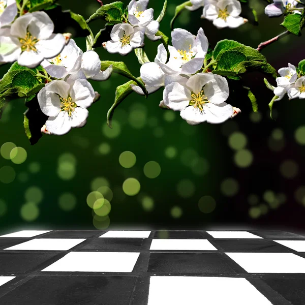 Jaro, bílé květy na pozadí — Stock fotografie