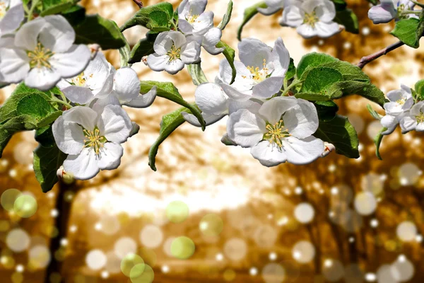 Spring, white flowers on a background — Stock Photo, Image