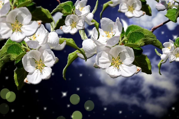 春天，白色背景上的花朵 — 图库照片