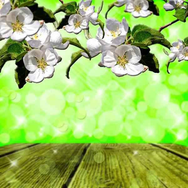 Våren, vita blommor på en bakgrund — Stockfoto
