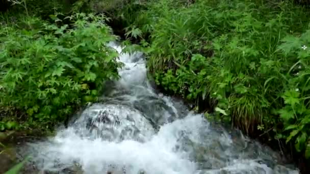 Górski potok w Altay, Rosja. — Wideo stockowe