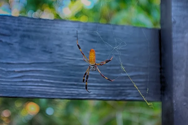 Araña silvestre amarilla . — Foto de Stock