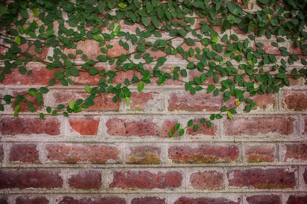 Rode bakstenen muur met klimop planten — Stockfoto