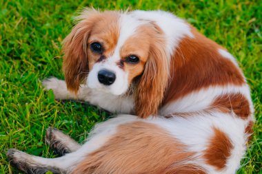 Şövalye Kral Charles Spaniel köpek yavrusu, kahverengi benekli beyaz..