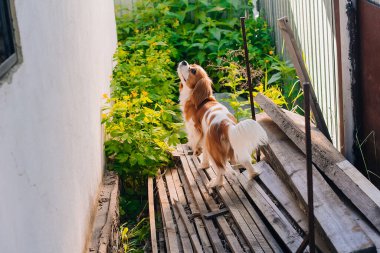 Şövalye Kral Charles Spaniel, kahverengi benekli beyaz köpek yavrusu. Evin avlusunda duruyor..