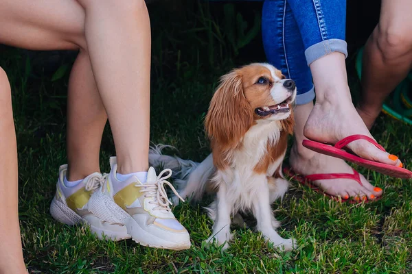 キャバリエ王チャールズ スパニエル子犬茶色の斑点のある白い — ストック写真