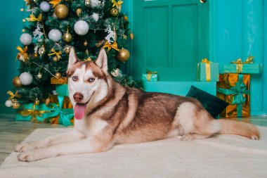 Beyaz ve kahverengi bir Sibirya köpeği halıda oturuyor. Mavi gözlü bir köpek ve bir Noel ağacı ve yılbaşı dekorunun arka planında çıkıntılı bir dil. Fotoğraf stüdyosunda.