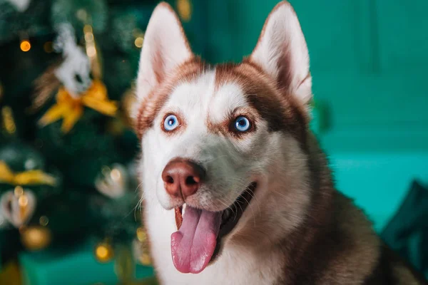 Dywanie Siedzi Biały Brązowy Syberyjski Husky Pies Niebieskimi Oczami Wystającym — Zdjęcie stockowe