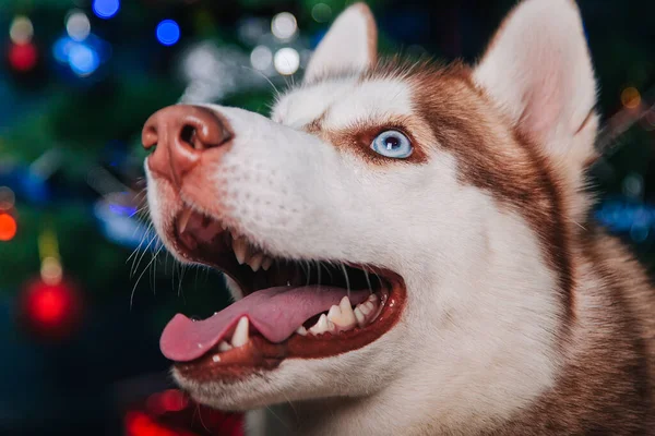 Husky Siberiano Branco Castanho Está Sentado Tapete Cão Com Olhos — Fotografia de Stock