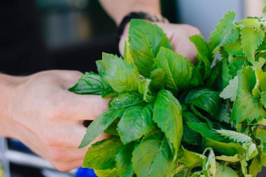 Yeşil nane yaprakları koparan erkek barmen ellerinin yakın çekimi.