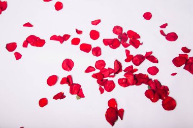 Beyaz arka planda kırmızı güllerden saçılmış taç yaprakları. Canlı kesilmiş çiçekler