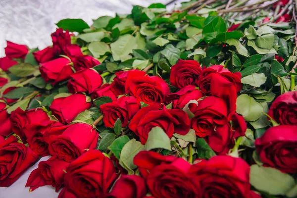 Amplio Ramo Rosas Rojas Sobre Fondo Blanco Flores Vivas Cortadas — Foto de Stock