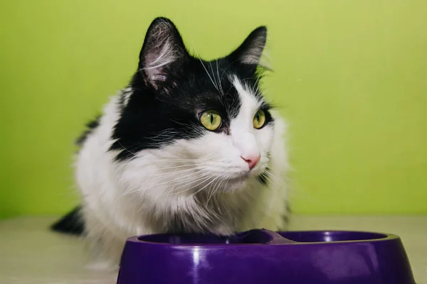 Gato Fofo Preto Branco Senta Lado Uma Tigela Roxa Fundo — Fotografia de Stock