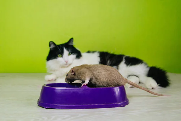 Gato Fofo Preto Branco Fica Perto Uma Tigela Fundo Verde — Fotografia de Stock