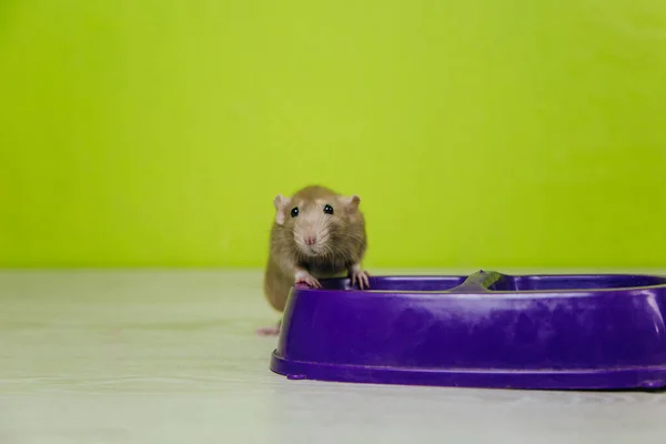 Una Rata Beige Sienta Tazón Gato Sobre Fondo Verde Roba —  Fotos de Stock