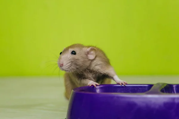 Una Rata Beige Sienta Tazón Gato Sobre Fondo Verde Roba —  Fotos de Stock