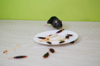 Sağlıksız koşullar. Mutfakta bir karışıklık var. Hamamböcekleri ve beyaz tabakta yulaf ezmeli bir fare. Kemirgen ve böcek dezenfeksiyonu