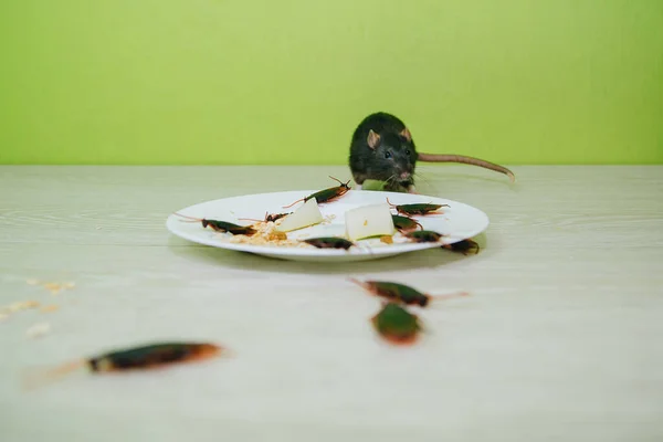 Unsanitary conditions. A mess in the kitchen. Cockroaches and a rat in a white plate with oatmeal. Rodent and insect disinfection — Stock Photo, Image