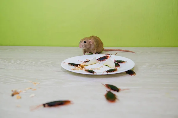 Condições insalubres. Uma confusão na cozinha. Baratas e um rato em uma placa branca com aveia. Desinfecção de roedores e insectos — Fotografia de Stock