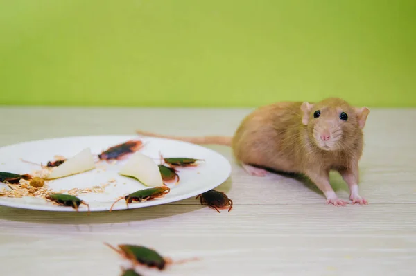 Conditions insalubres. Un gâchis dans la cuisine. Cafards et un rat dans une assiette blanche avec de la farine d'avoine. Désinfection des rongeurs et des insectes — Photo