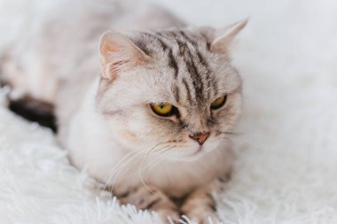 Sarı gözlü gri bir İngiliz kedisi tüylü beyaz bir battaniyenin üzerinde yatıyor. Yatakta evcil hayvan