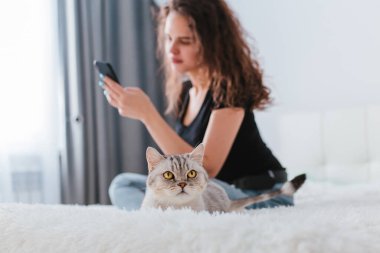 İskoç tekir kedisi yatağın sahibinin yanında oturur. Ev rahatlığı. Bulanık arkaplan.