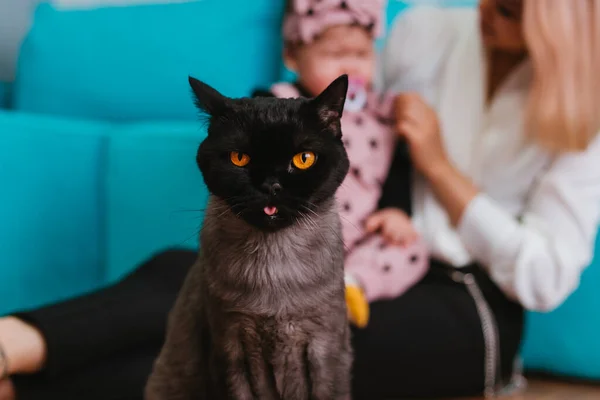 Gato Britânico Escuro Com Grandes Olhos Amarelos Senta Chão Desfocado — Fotografia de Stock