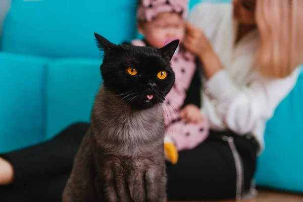 Gato Britânico Escuro Com Grandes Olhos Amarelos Senta Chão Desfocado — Fotografia de Stock