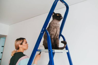 Asyalı görünümlü bir kız İngiliz kedisi olan bir evde tamirat yapıyor. Genç bir kadın duvarı beyaza boyuyor, Shetland 'da parlak sarı gözlü siyah bir kedi merdivenlerde oturuyor. Evde konfor yaratıyor