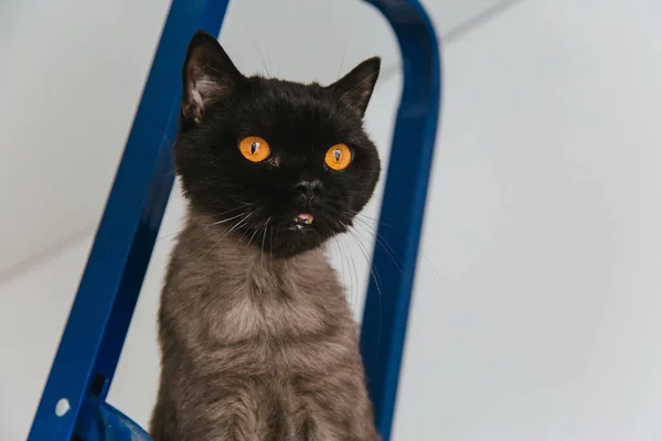 Gato Preto Britânico Aparado Com Olhos Amarelos Brilhantes Senta Uma — Fotografia de Stock