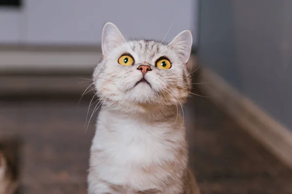 Gato Britânico Cinzento Implora Por Comida Cozinha Animais Estão Com — Fotografia de Stock