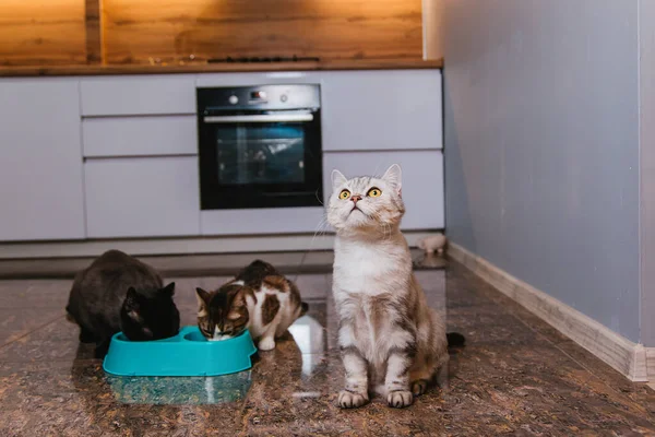 Tre Katter Ber Mat Köket Och Äter Från Skål Husdjur — Stockfoto