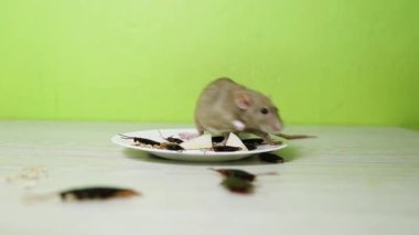 Fare bir tabağın üzerinde oturuyor. Hamamböcekleri ve yemek artıklarıyla dolu yemekler..