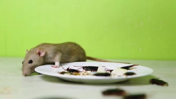 Rat Sitting Plate Dishes Cockroaches Food Leftovers — Stock Video