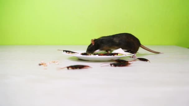 Szczur Siedzi Talerzu Naczynia Karaluchami Resztkami Jedzenia — Wideo stockowe