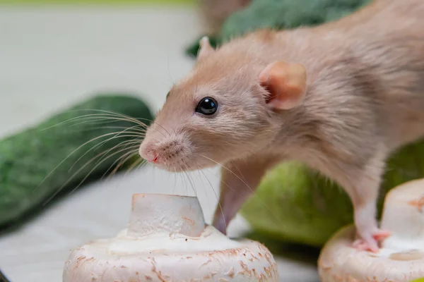 Rat Dumbo Décoratif Beige Est Assis Sur Des Légumes Une — Photo