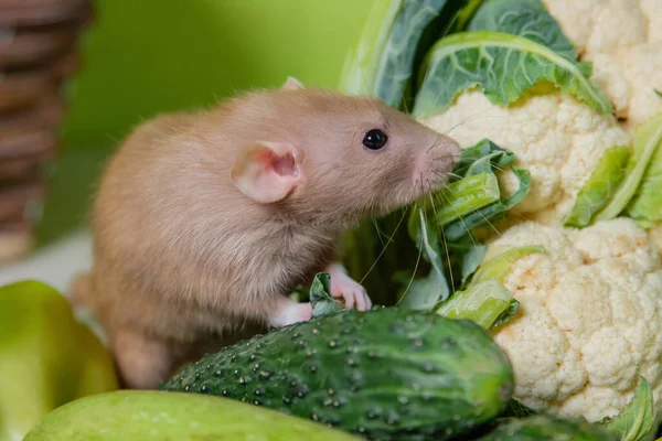 Die Beige Dekorative Dumbo Ratte Sitzt Auf Gemüse Eine Süße — Stockfoto