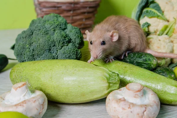 Бежеві Декоративні Пацюки Сидять Овочах Милі Миші Снайпери Цвітної Капусти — стокове фото
