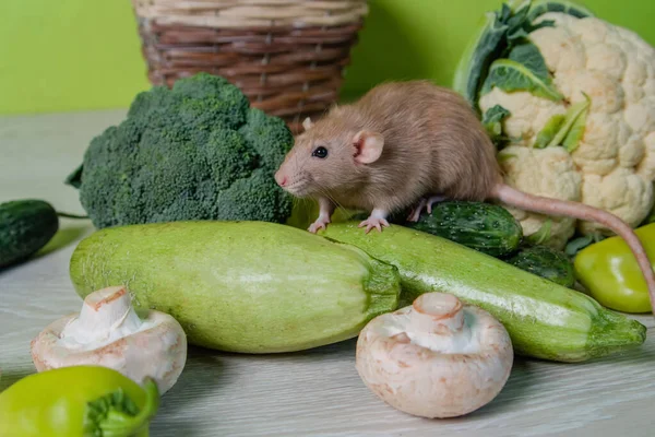 Rata Dumbo Decorativa Beige Sienta Sobre Las Verduras Ratón Lindo —  Fotos de Stock